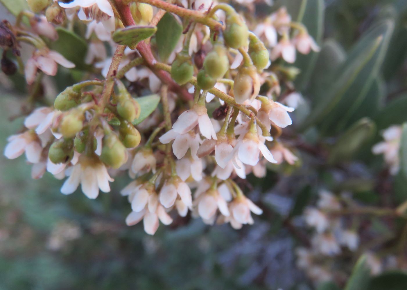 Prolific flowering Dune Gwarrie, Euclea racemosa