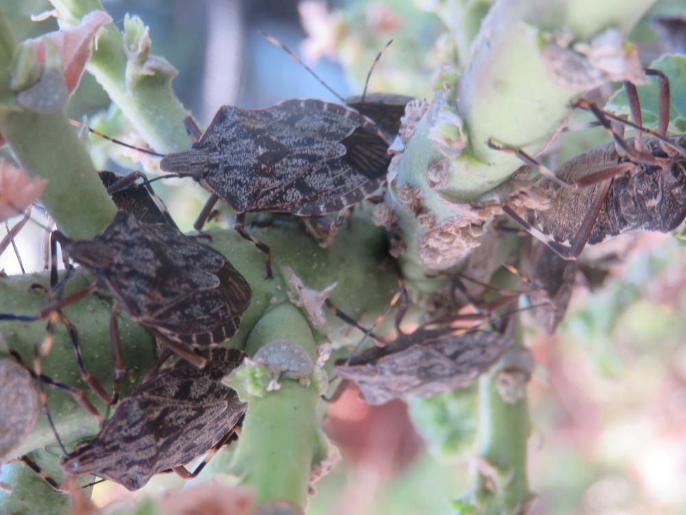 stink bugs on tree malva