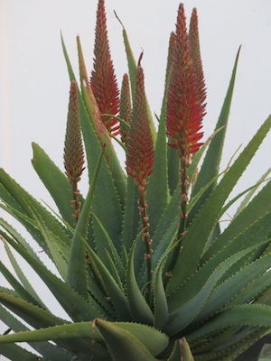 large succulents from hot climates belong in the medicinal garden