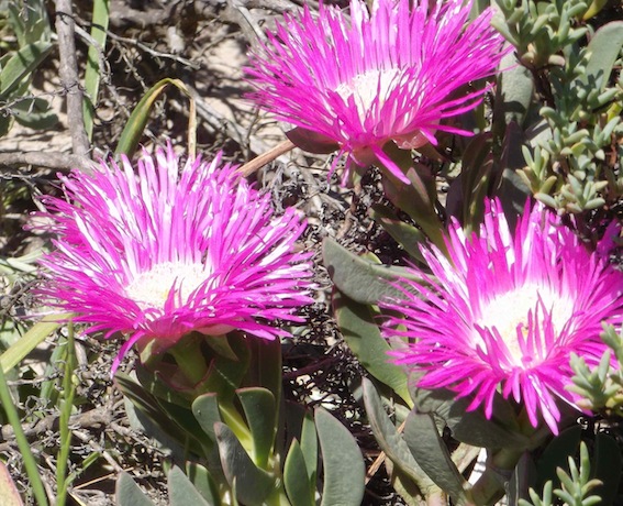 Carpobrotus edulis