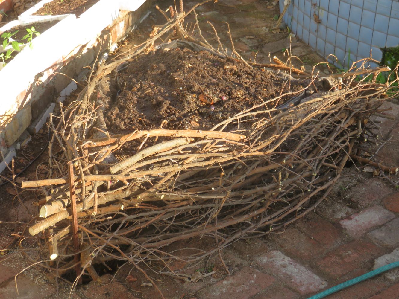 Fill the nest with rich free draining soil. I used 2:1 sand and old manure, topped with vermicast.