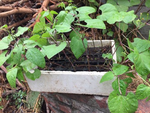 blue peter bean seedlings just before planting