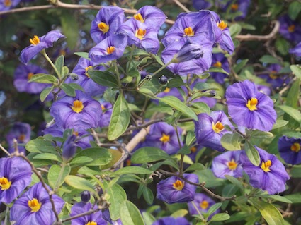 Blue Solanum or potator bush tree flowering in July to September in Cape Town, South Africa