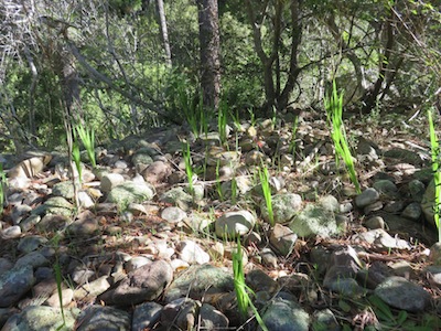 This is the soil on which our pocket forest grows