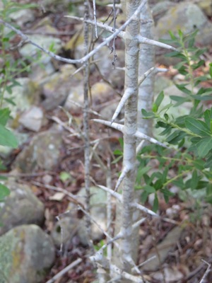 Cantheum inerme's spiny ladders. Would you nibble it ?