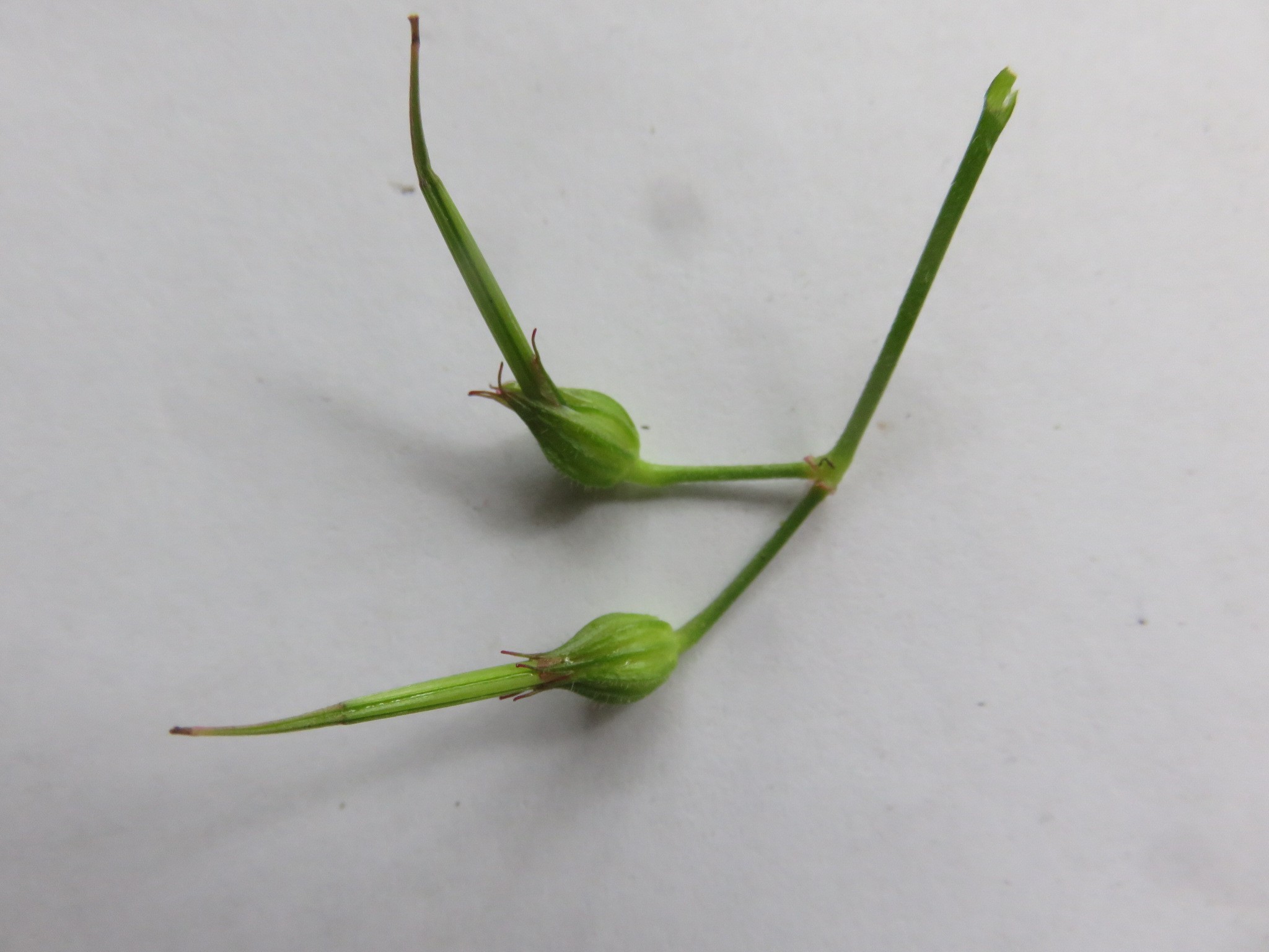 the seeds of many related plants called name crane's bill