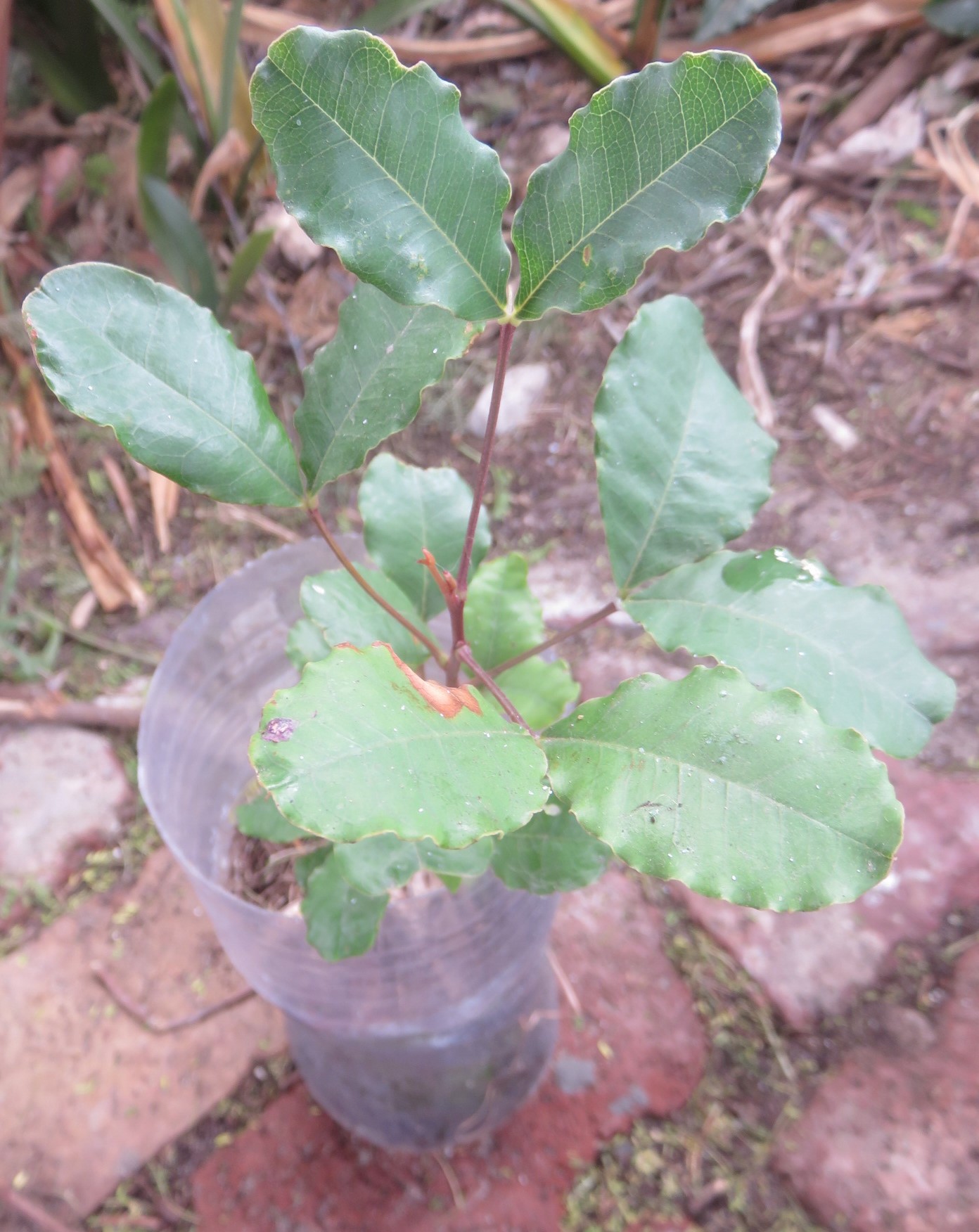 Carob sapling. I have planted out many already, over planting them. When they flower, all the males but one must be cut down.