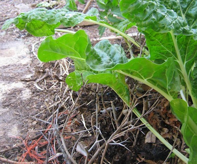 to prevent animals and birds scratching out our seedlings we used thorns