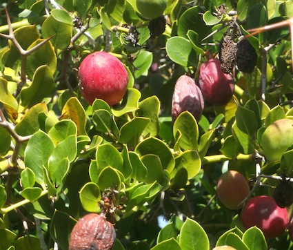 African fruit with tart flavor and milky latex, goes with vanilla ice cream, and can be used dry or fresh for jams, chutneys and preserves