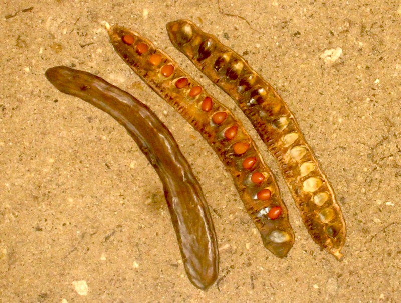 chocolate flavor pods and seeds of the desert stalwart, carob