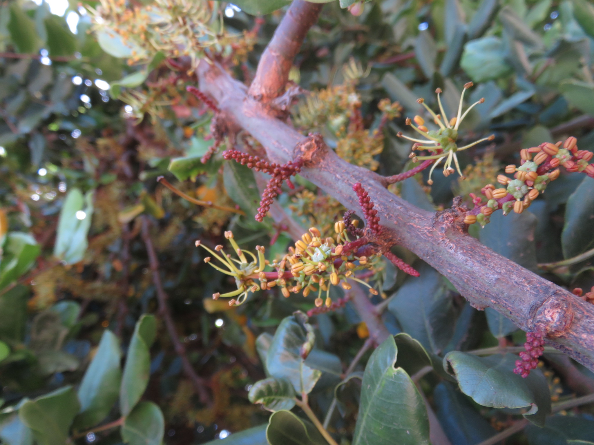 The flowers of a male carob tree