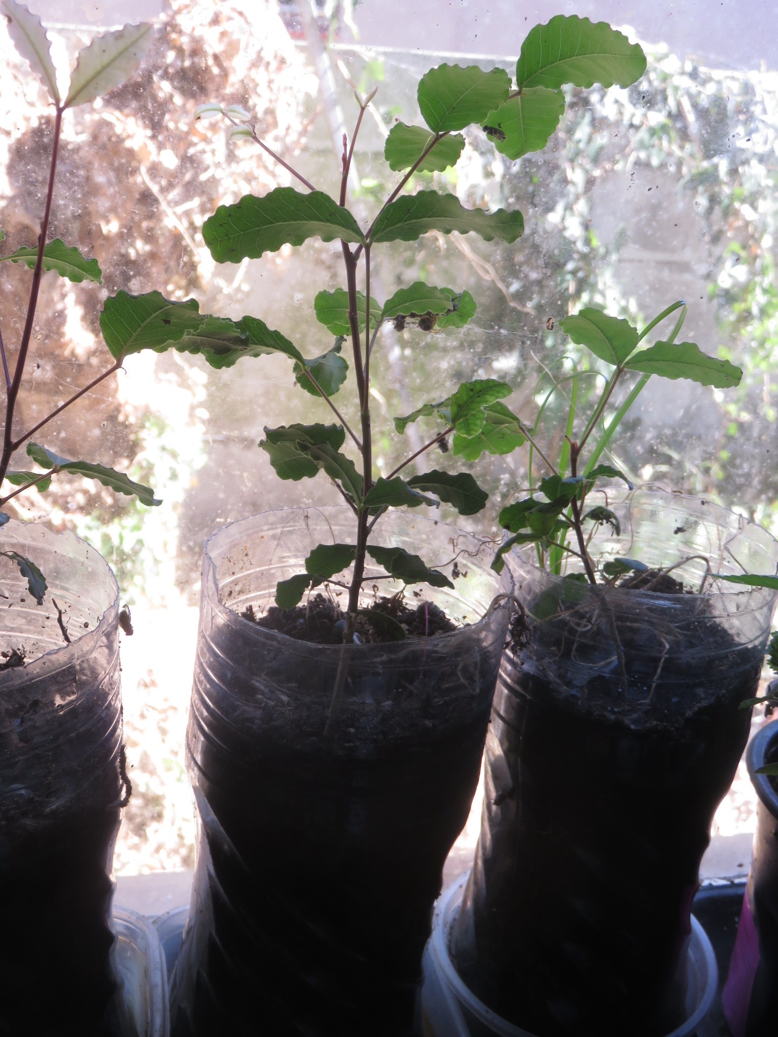 Seedlings about 30cm high at 8 months