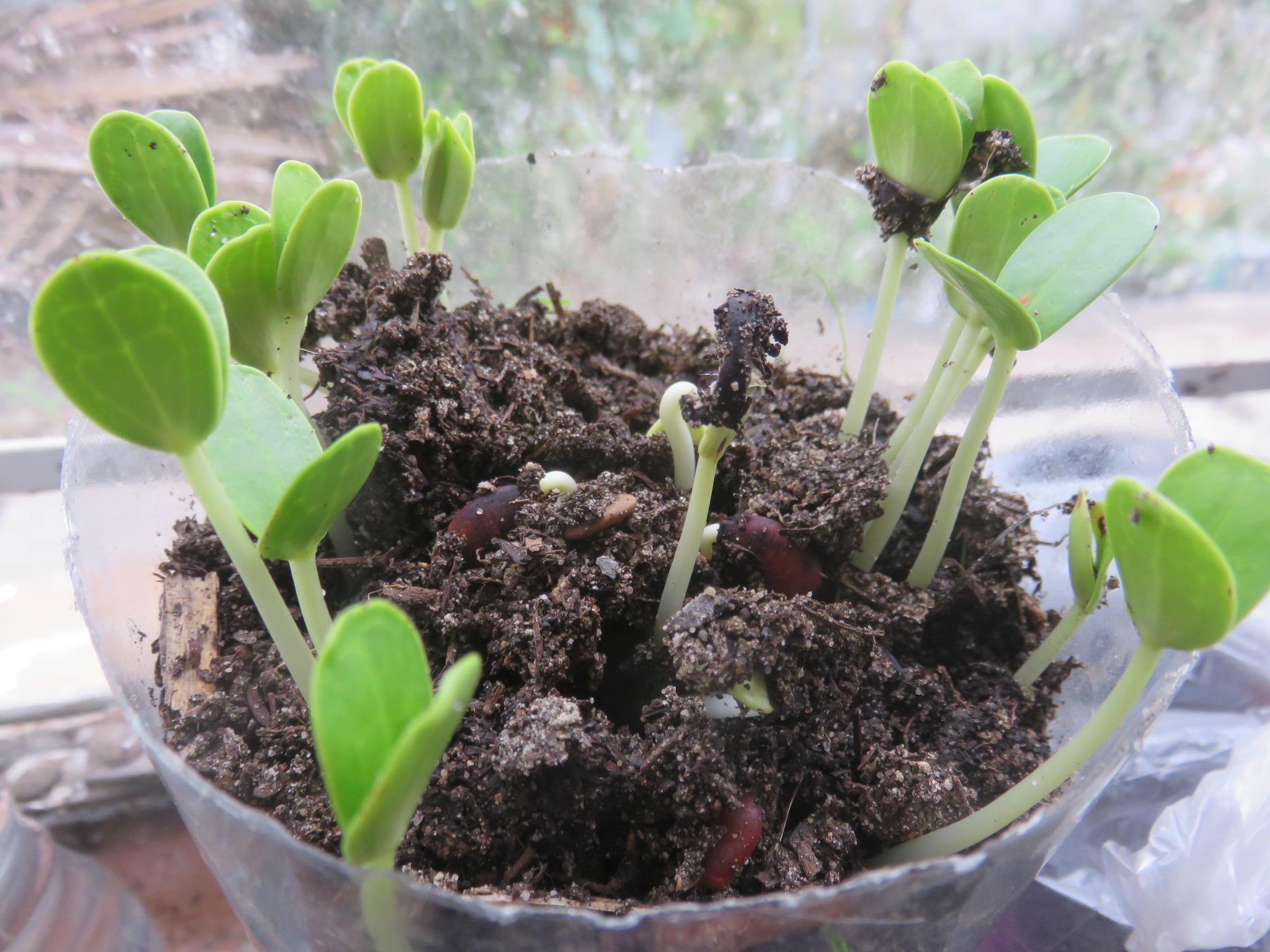 Carob seed can take just 2 weeks to germinate