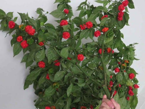 A Carolina reaper tree broken off by a freak hurricane