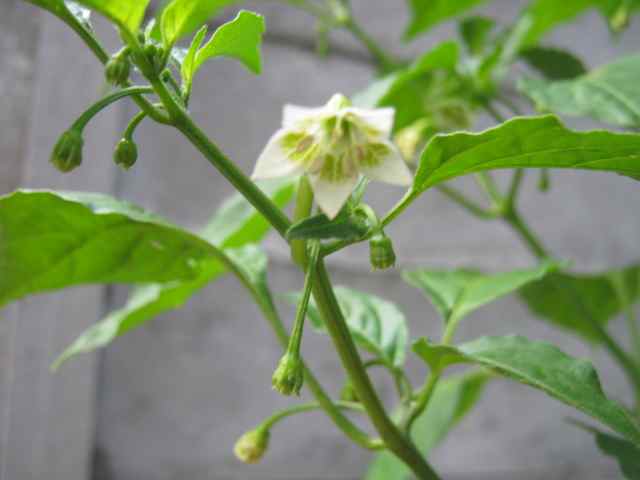 a chili flower