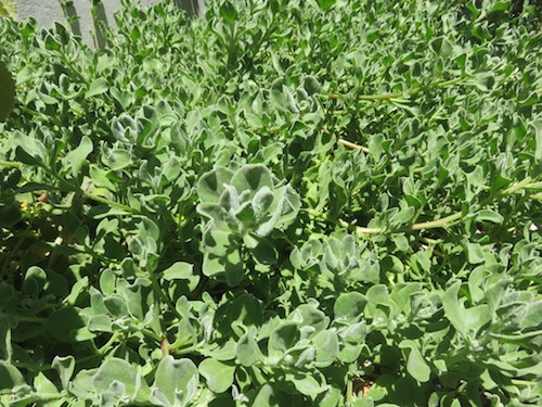 this luscious green on a hot windy day ?