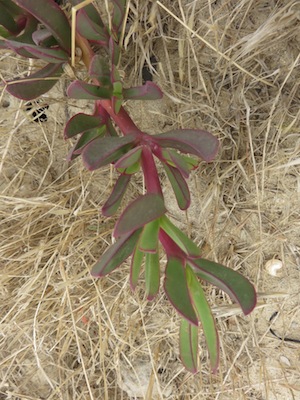 Carpobrotus