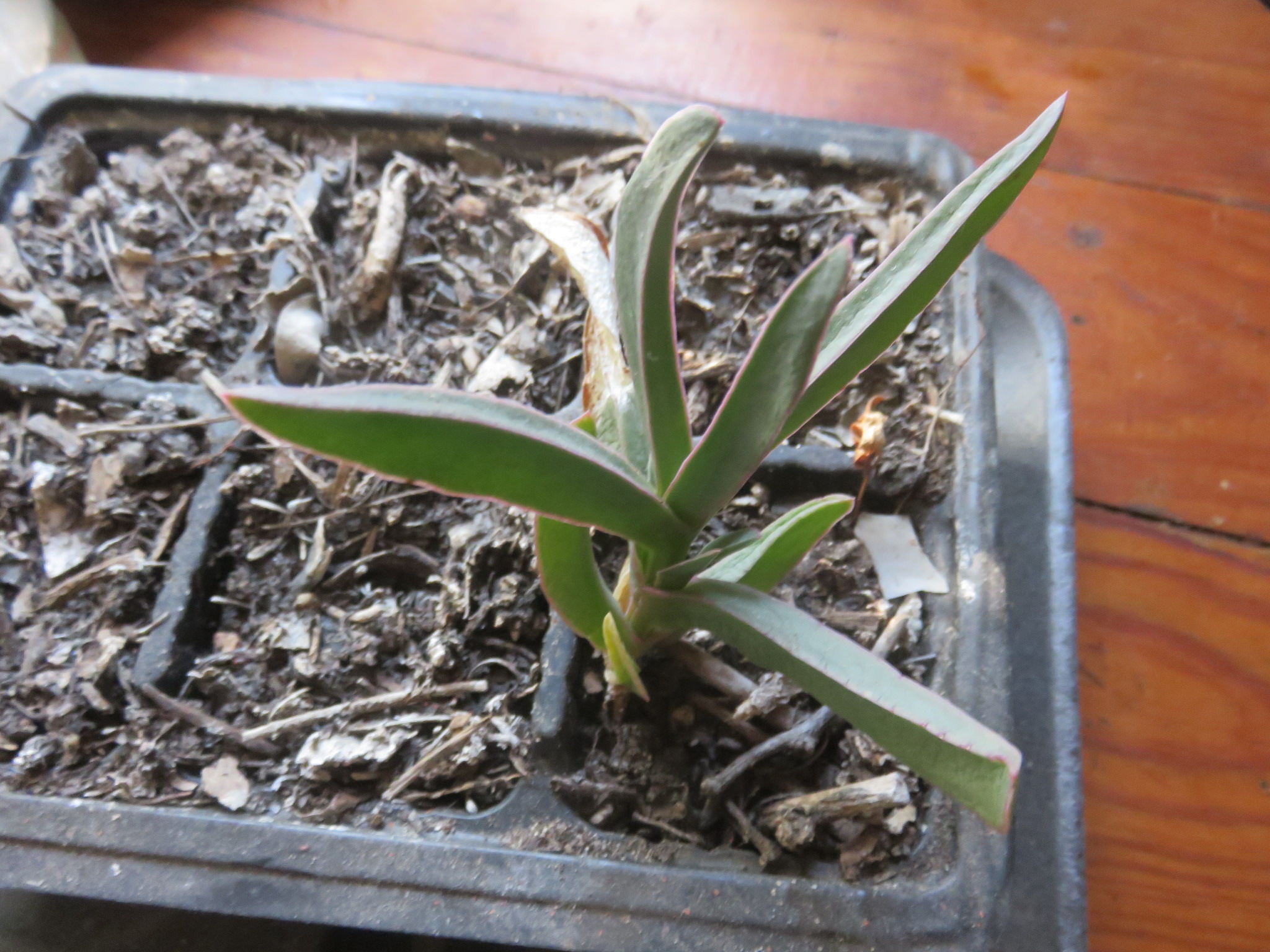 A year old Carpobrotus seedling