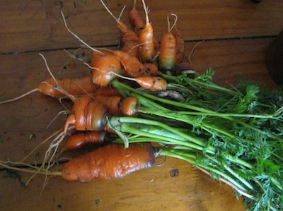 carrot harvest at seven months