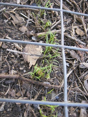 carrot seed emerging through mulch