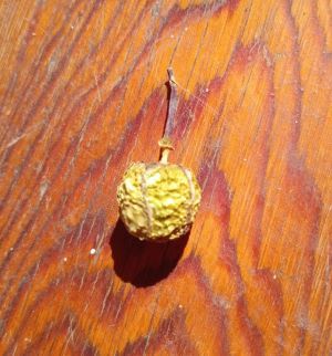 casava seed side view