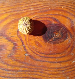 casava seed front view