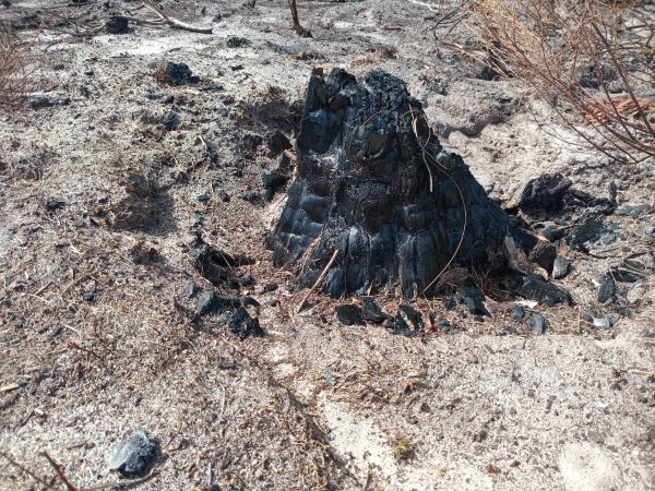 A burned out tree, perhaps an alien eucalyptus at Tokai