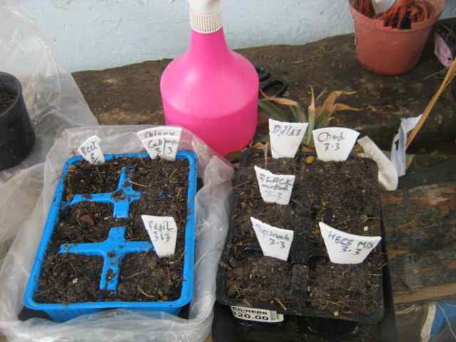 Chard will take in the same soil you use for other veggies