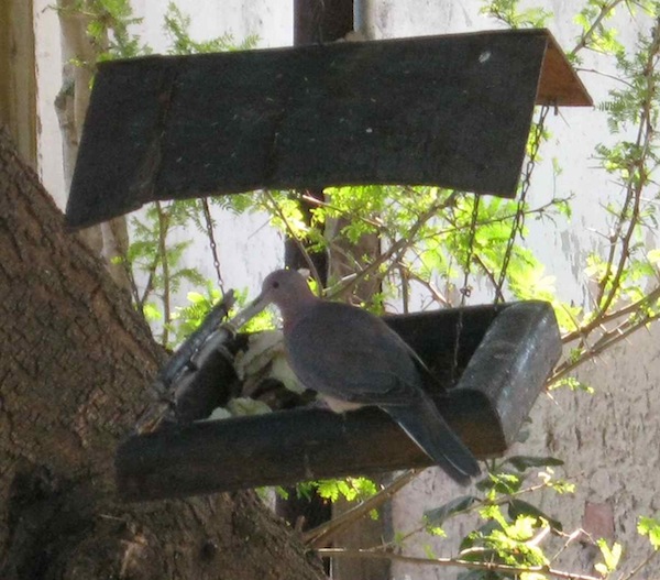 A dove feeding at the bird tray. The extension of the perch in the background is specially for them as they had trouble landing in a small space