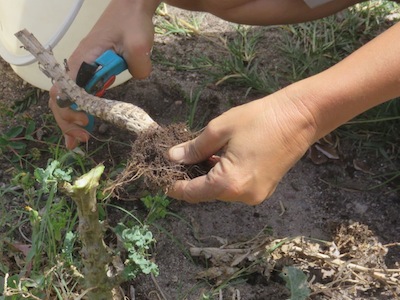 To chop and drop, cut old plants off just below the ground, or uproot, cut small and drop where plant grew