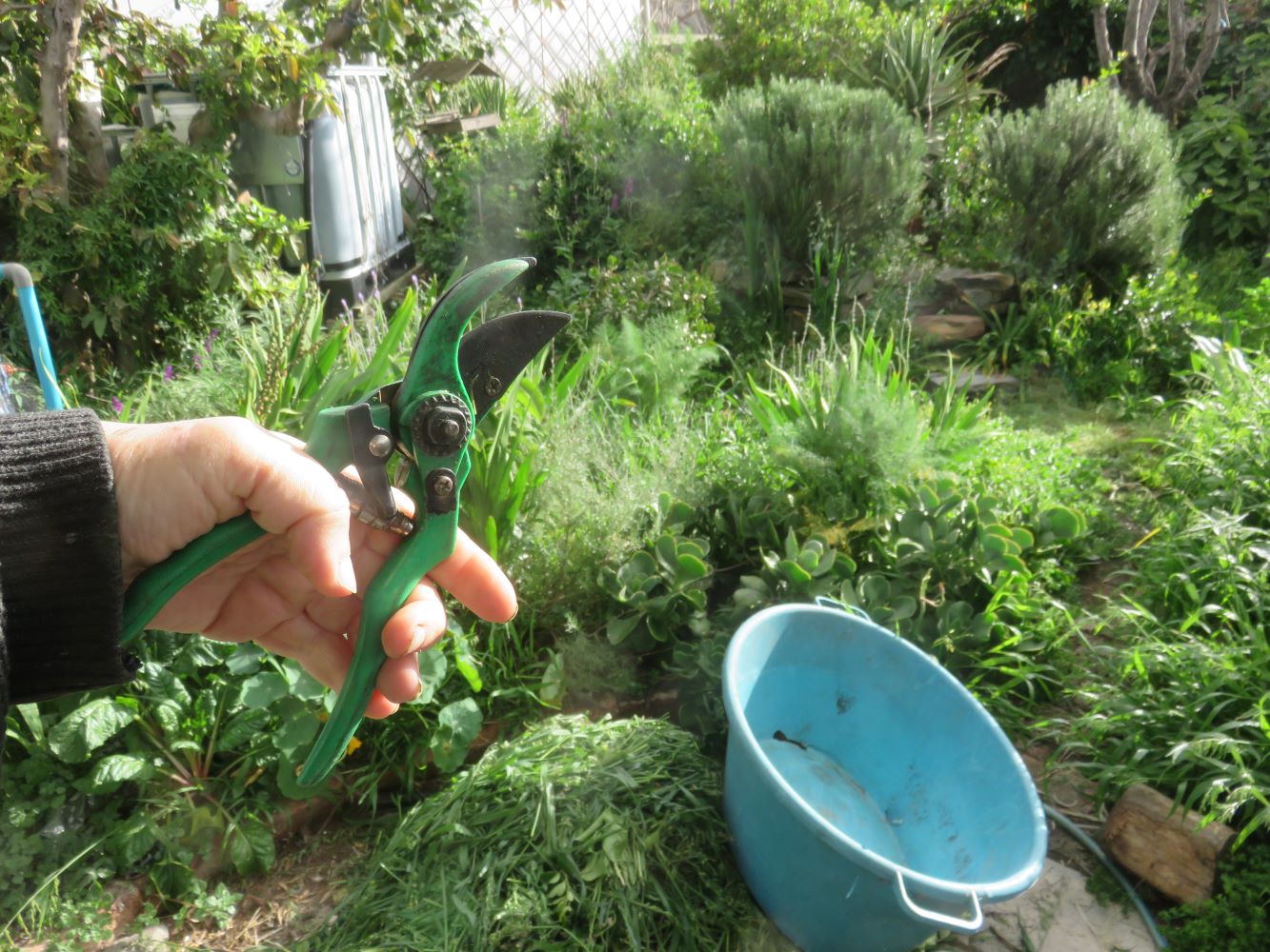 Equipment maintaining biodiversity in the garden: clippers and large container.