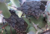 Stink bugs a gift of the garden