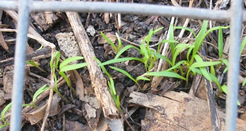 the carrots germinated with protection from bird pests