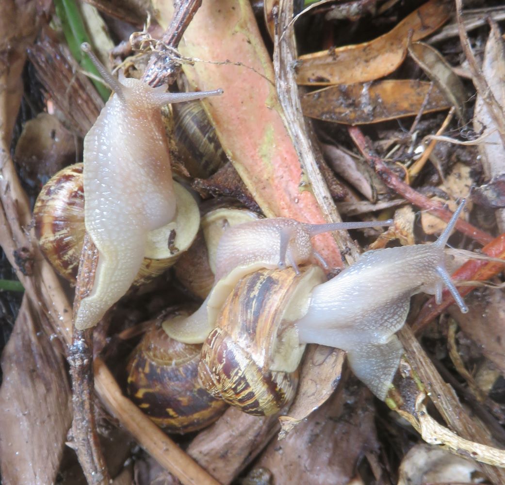 Snails in a snail farm.