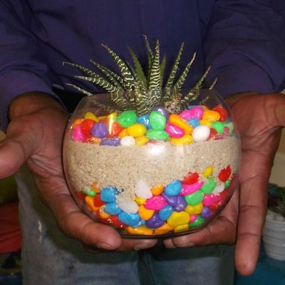 Fauve colour in glass pots