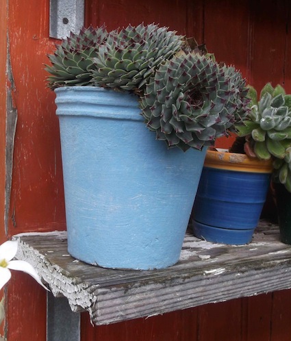 a cactus garden in colorfull pots works every time