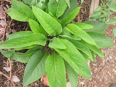 comfrey, and excellent nutrient accumulator, improving your soil for easy vegetable gardening