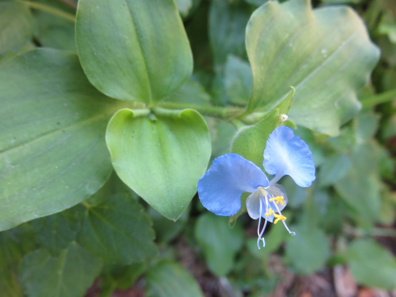 Commelina flower