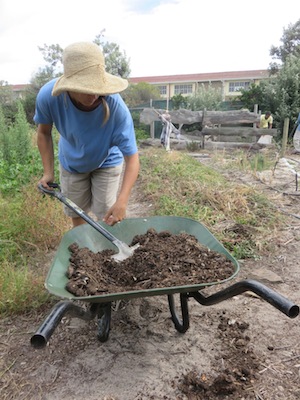 Phillipa moving aged horse manure