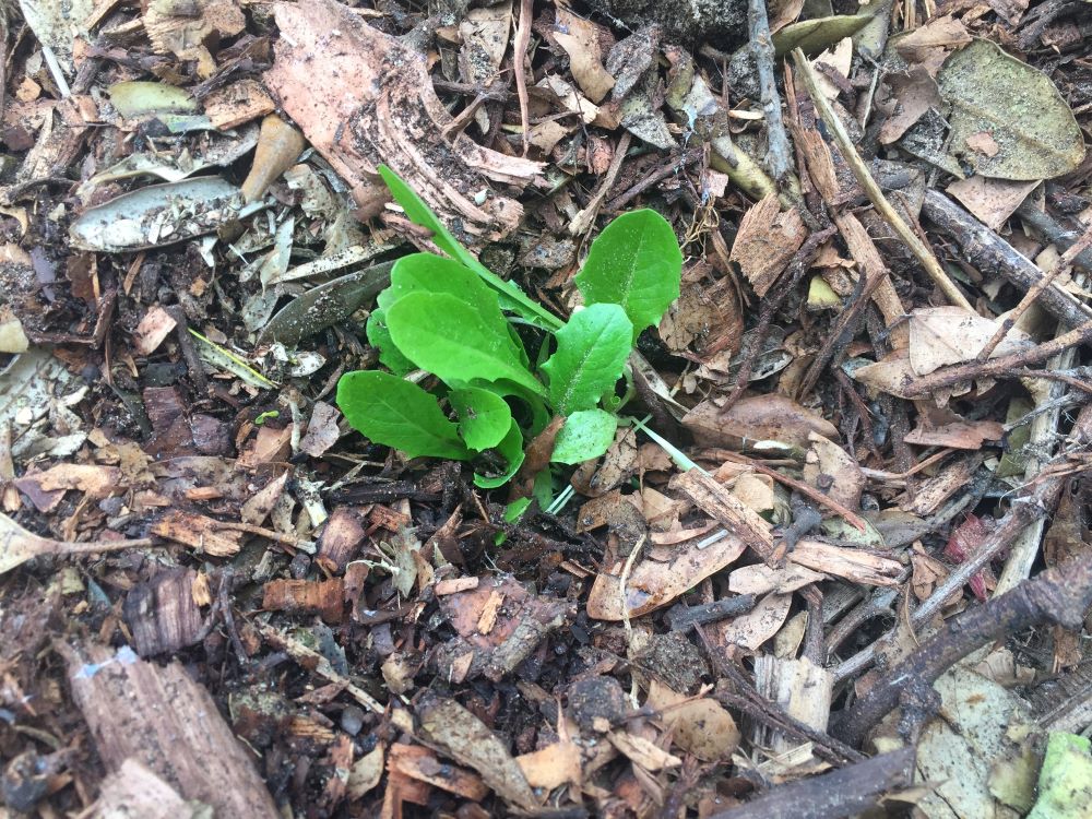 Cos lettuce in wood chips