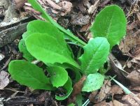 cas lettuce seedling