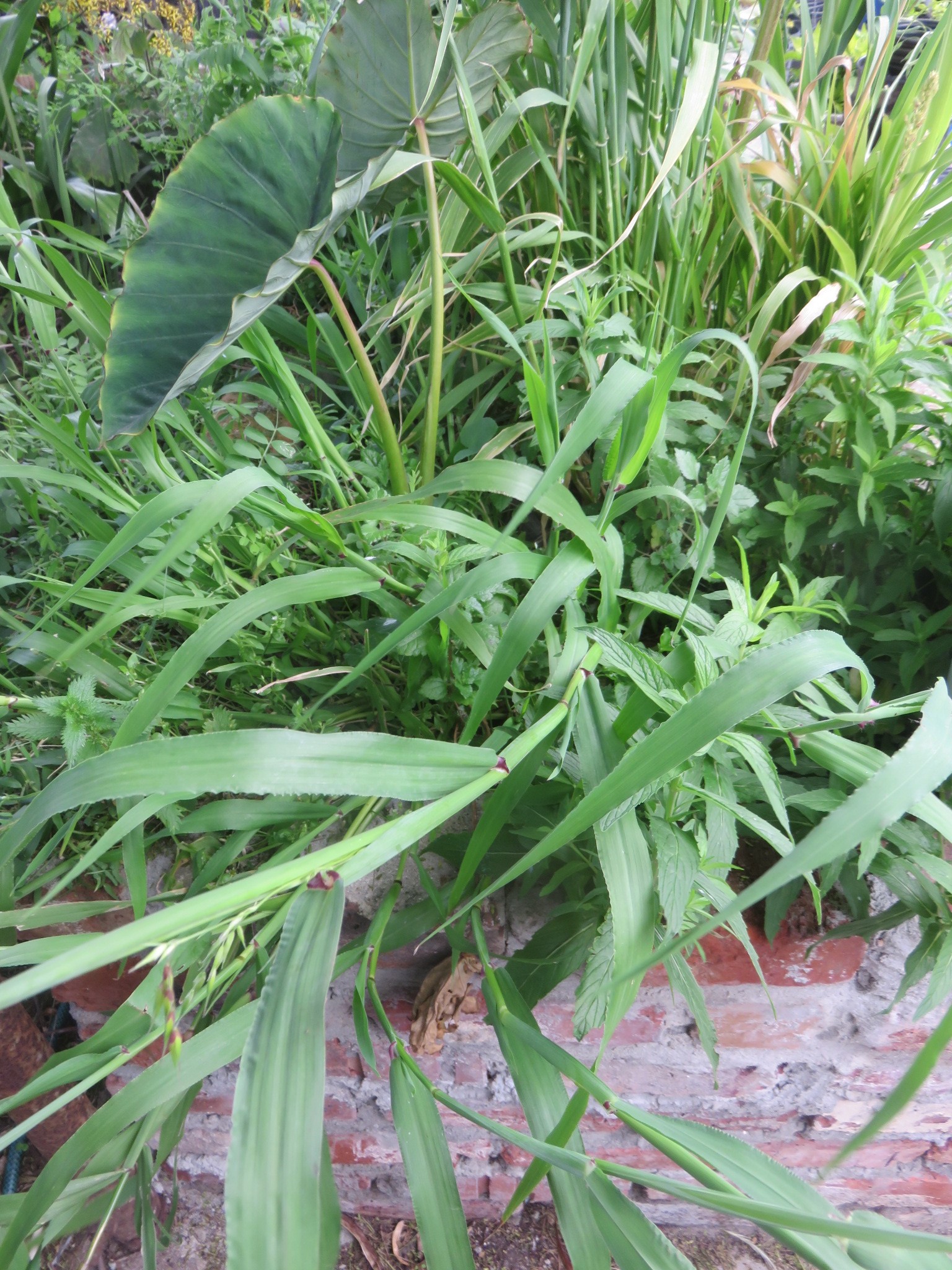 cocoyam, sorghum, wild peas and mint thrive while recycling grey water