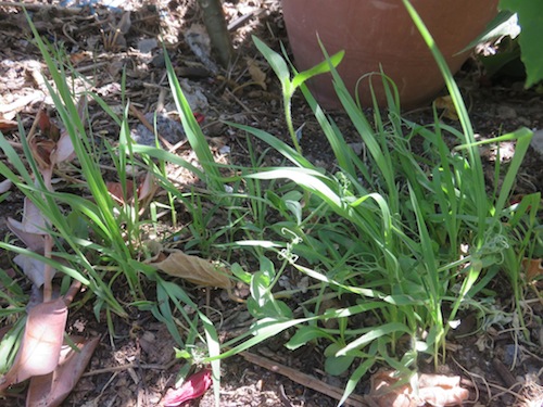 the grassy looking plants are African grain crops