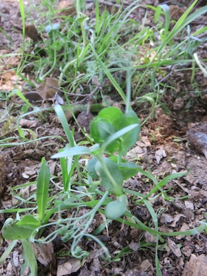 legumes harness nitrogen and improve garden soil