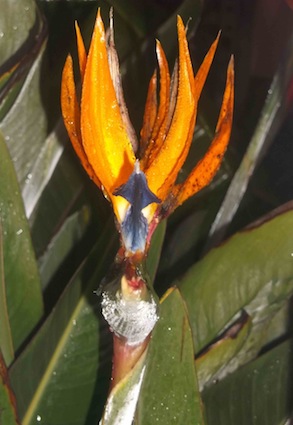 Crane flower or Strelitzia, related to banana