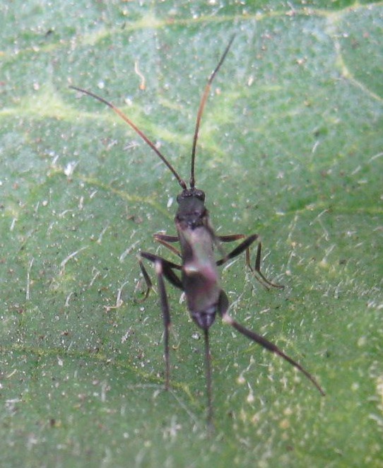 Possible cucumber pest ? a tiny fruitfly perhaps ?