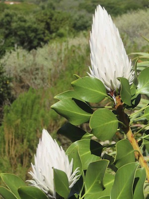 made to endure fire and drought, but don't over water drought tolerant plants