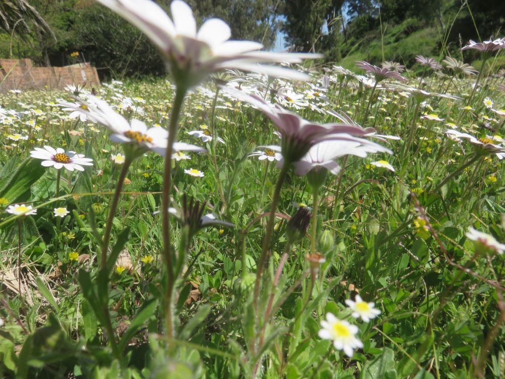 wild flower meadow