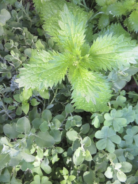 Food that needed no work but harvesting, cooking herb, and two green vegetables that self seed