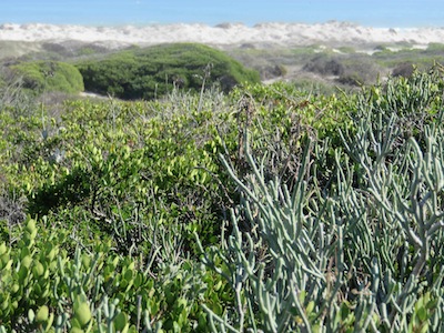 you don't have to water drought tolerant plants like these